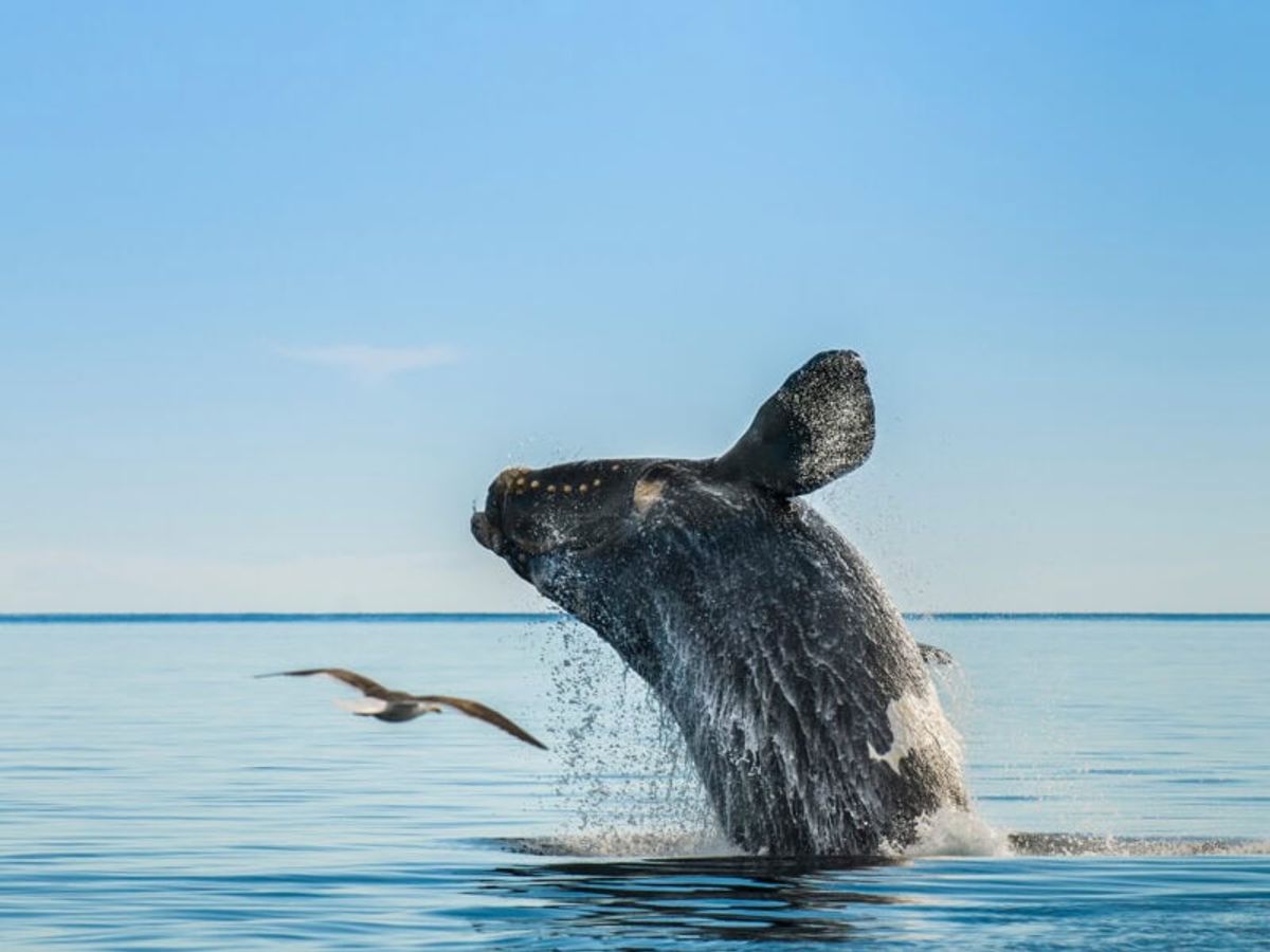 Rights and Wrongs: The North Atlantic Right Whale and proposed regulations