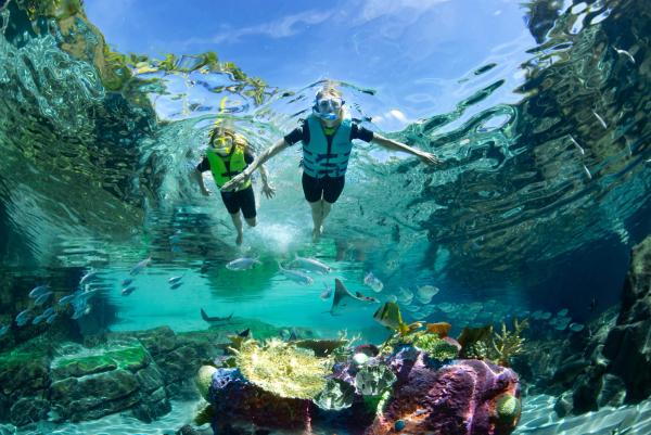 Guy Harvey and Discovery Cove Launch Shark Conservation Giveaway