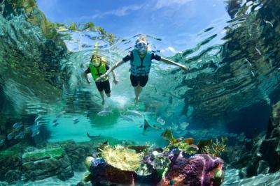 Guy Harvey and Discovery Cove Launch Shark Conservation Giveaway