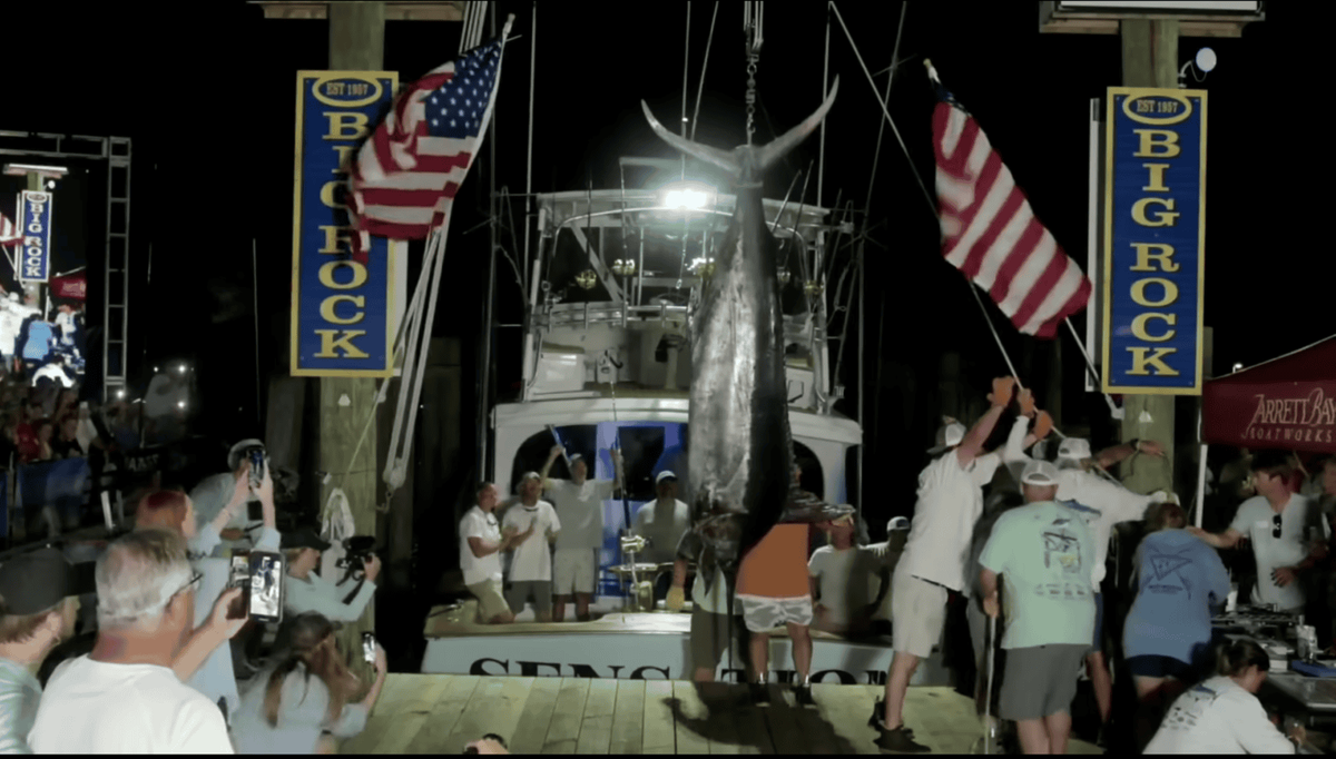 Fishing Crew Denied $3 Million Prize After 619-Pound Marlin Catch Disqualified in Controversial Ending to Big Rock Blue Marlin Tournament