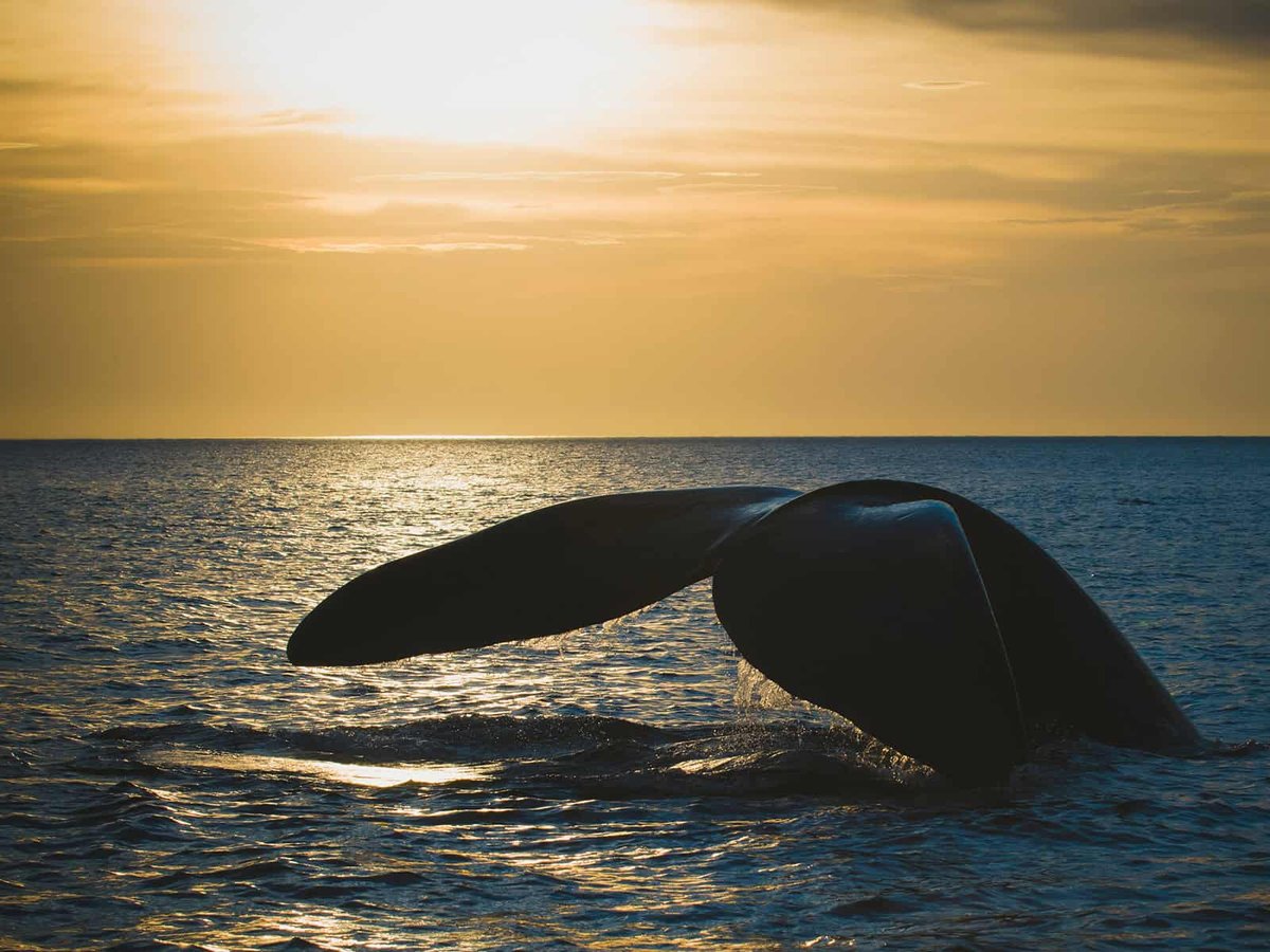 Rights and Wrongs: The North Atlantic Right Whale and proposed regulations