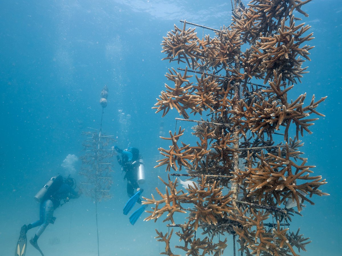 Tiny Corals, Big Fight: Allies and Innovations Unite