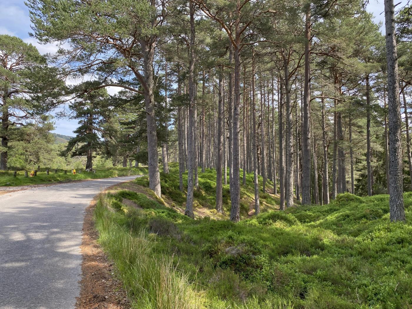 Pine trees in Linn of Dee