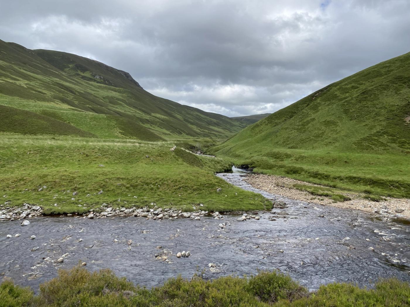 Entrance to Glen Loch, guarded by sheep.