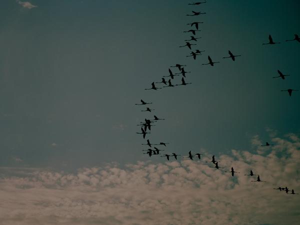 The Pilgrimage of Saint Sara by Sam Wright