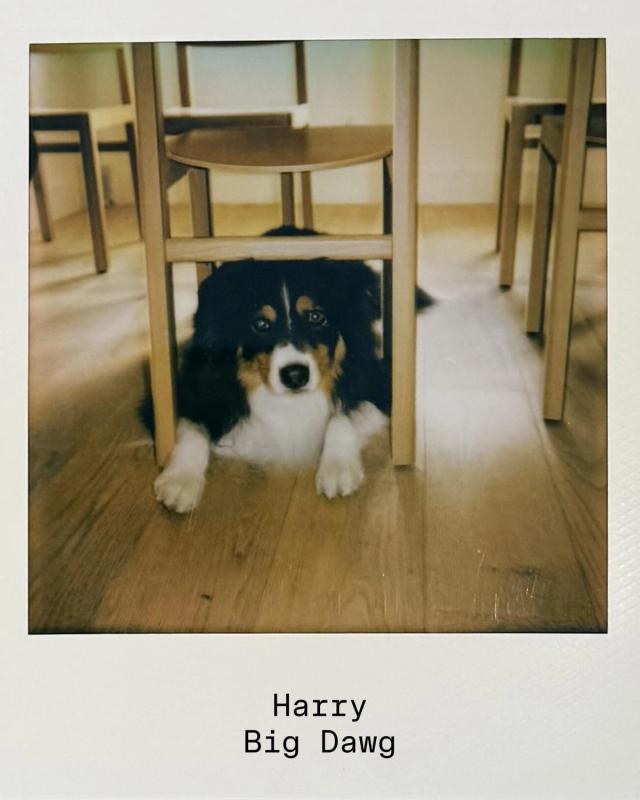Golden Hour Pools team polaroid of Harry, Big Dawg