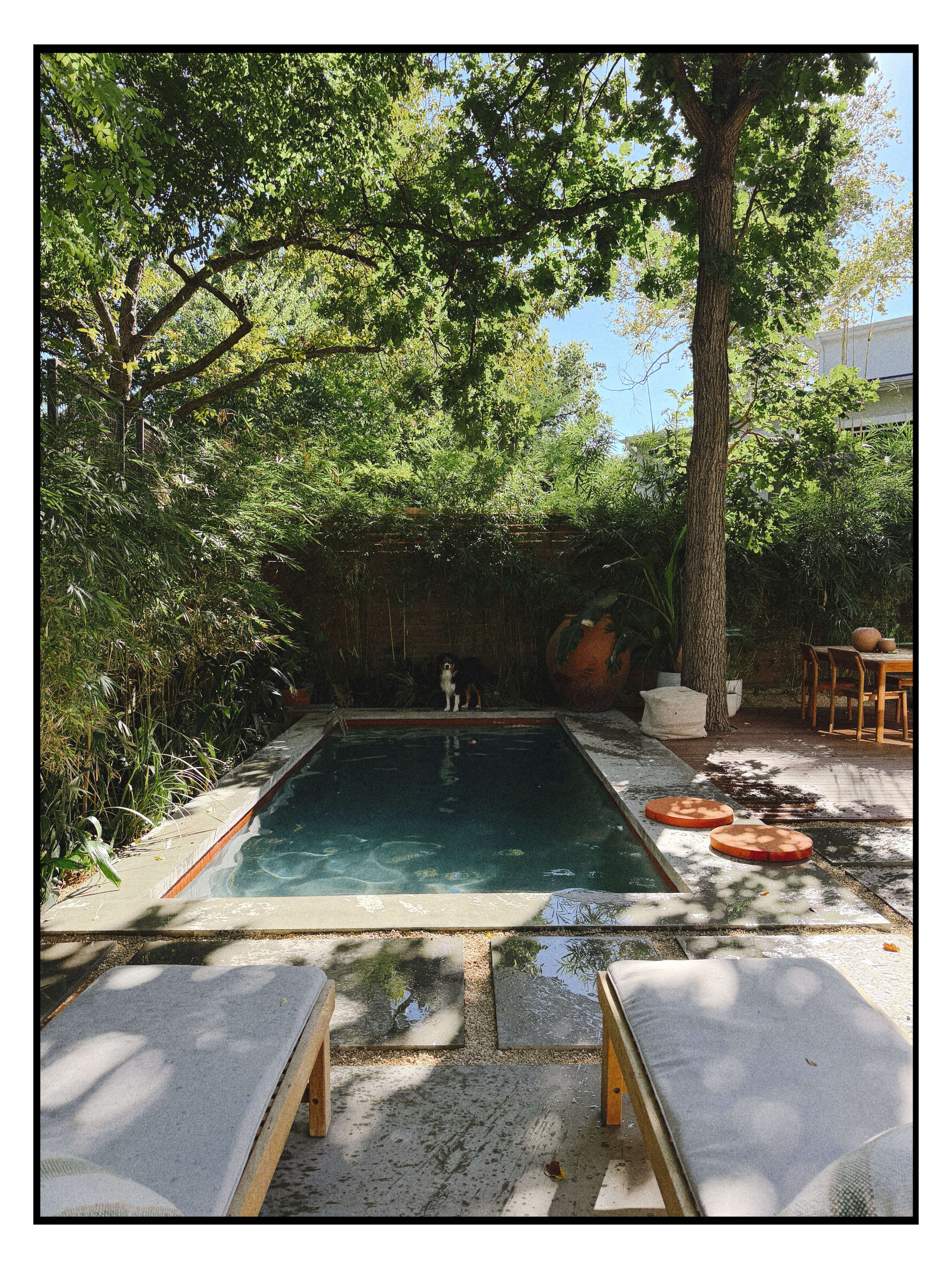 Golden Hour Pools Classic pool surrounded by loungers and lush landscaping in Austin, Texas