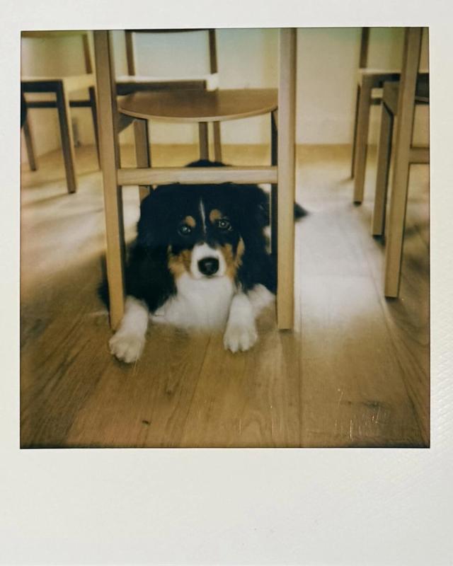 Harry, Big Dawg