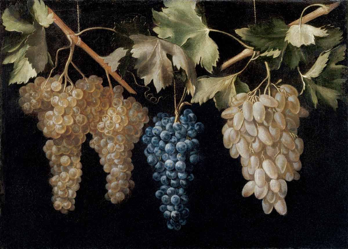 A close-up, still-life painting of four distinct bunches of grapes hanging from thin, delicate stems against a dark, near-black background. Three bunches consist of translucent, pale-green grapes, while the central bunch is composed of deep, dark-blue grapes. The leaves attached to the vine stems are detailed and green, and the entire composition is characterized by high contrast and realistic lighting that highlights the texture and roundness of the fruit.