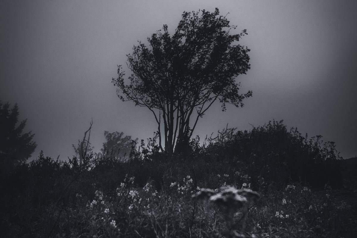 A moody, black-and-white photograph of a lone tree silhouetted against a thick, foggy sky. The tree stands on a small rise covered in dark shrubs and tall grasses. In the foreground, out-of-focus wildflowers dot the meadow, while the dense mist obscures the horizon, creating a somber and isolated atmosphere.