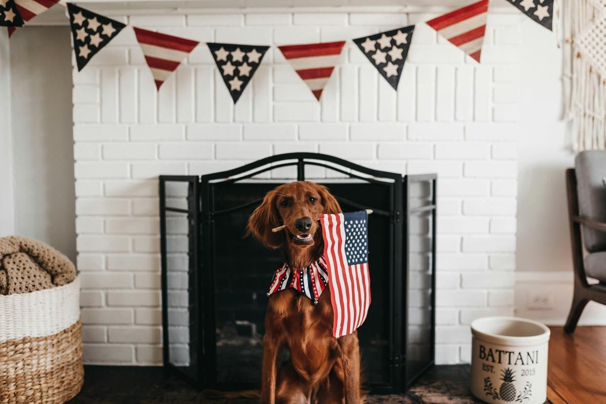 dog holding an american flag
