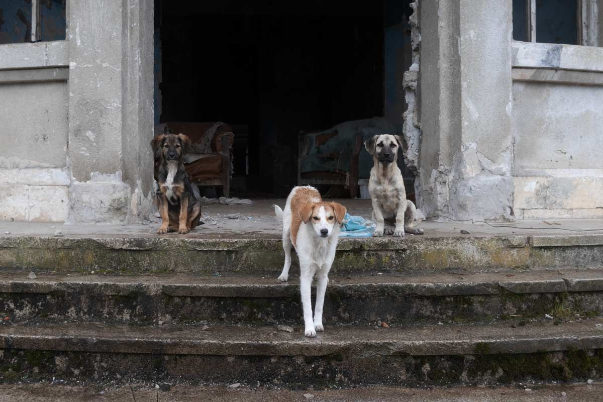 Three stray dogs sit and stand on the concrete steps of a ruined building, acting as guardians of the entrance. In the dark room behind them, a discarded armchair and a baby's crib are visible among the shadows.