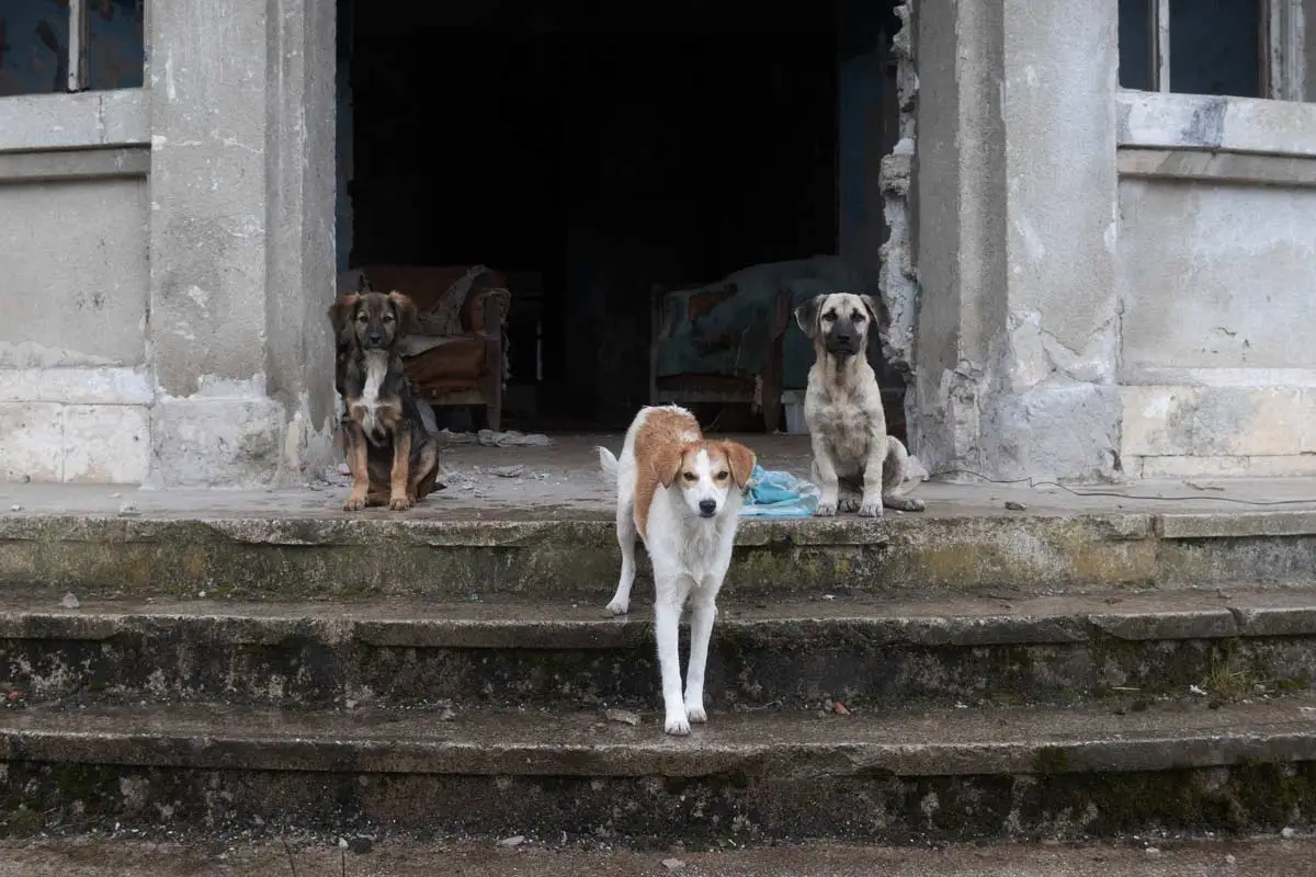 Three stray dogs sit and stand on the concrete steps of a ruined building, acting as guardians of the entrance. In the dark room behind them, a discarded armchair and a baby's crib are visible among the shadows.