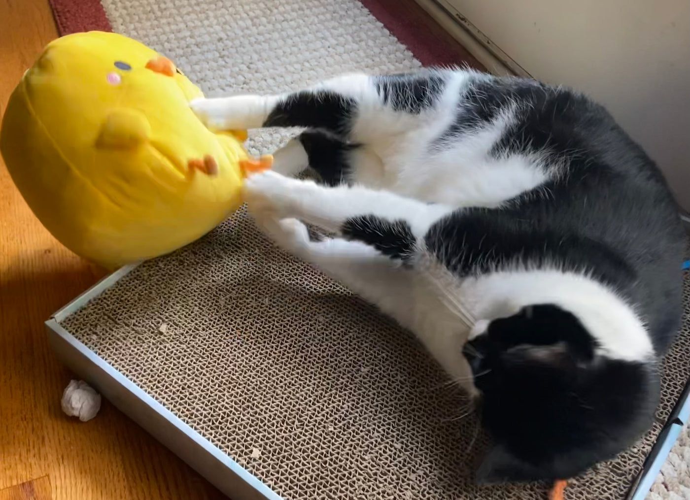 Henry plush lying next to a sleeping black and white cat