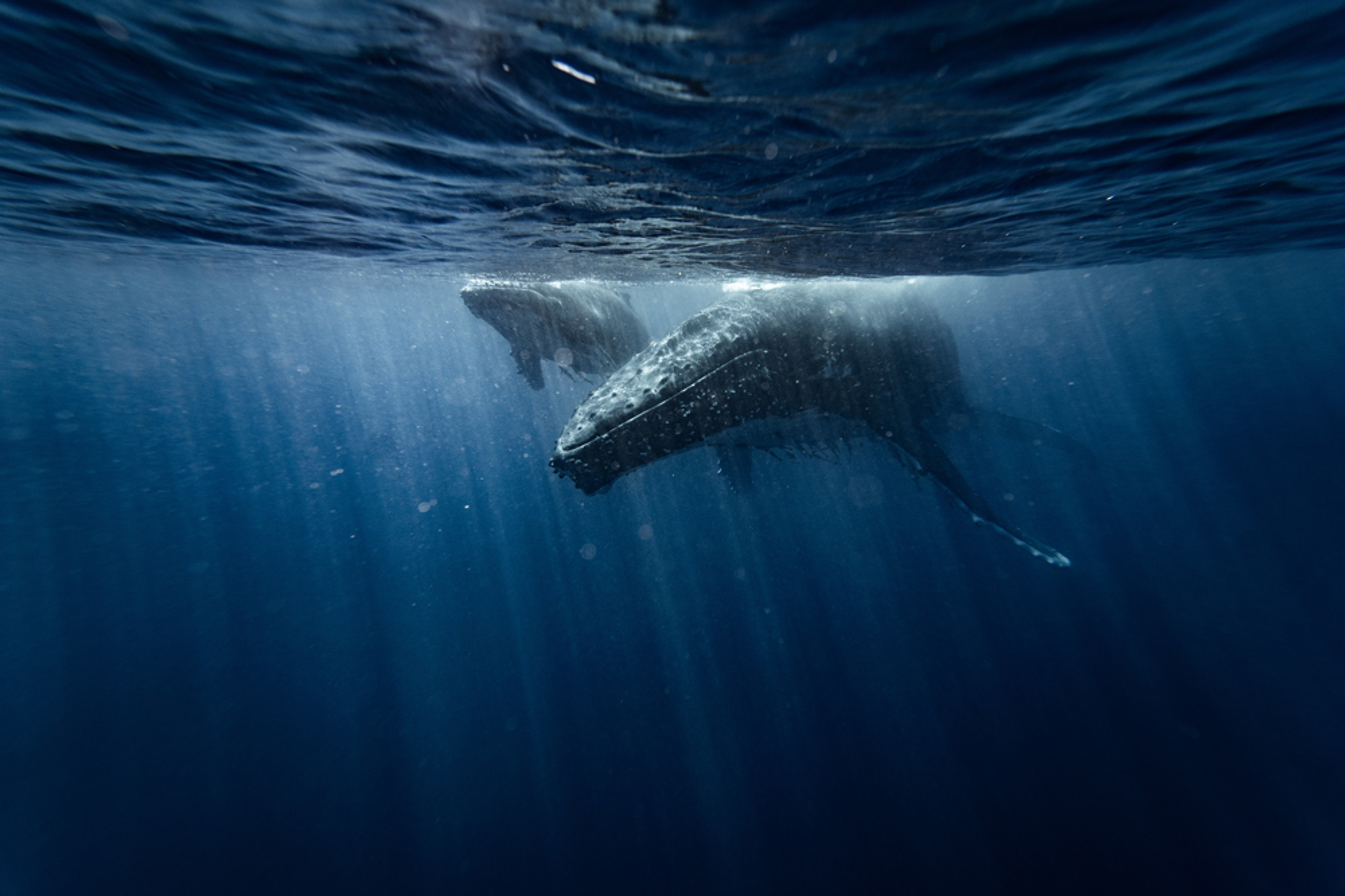 Underwater whales