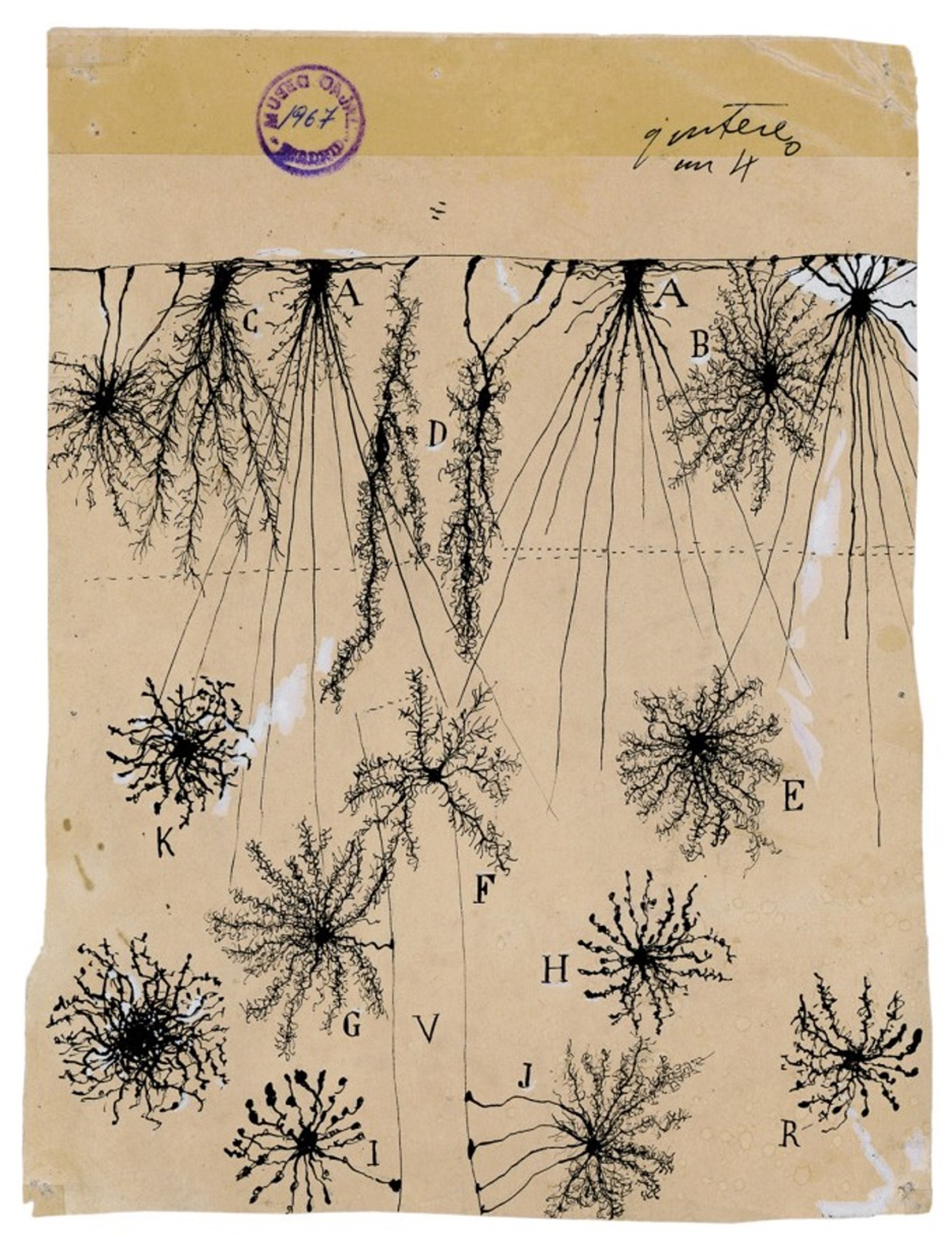 Ramón y Cajal’s drawing of the glial cells of the cerebral cortex of a child. Picture from:https://www.themarginalian.org/2017/02/23/beautiful-brain-santiago-ramon-y-cajal/ 