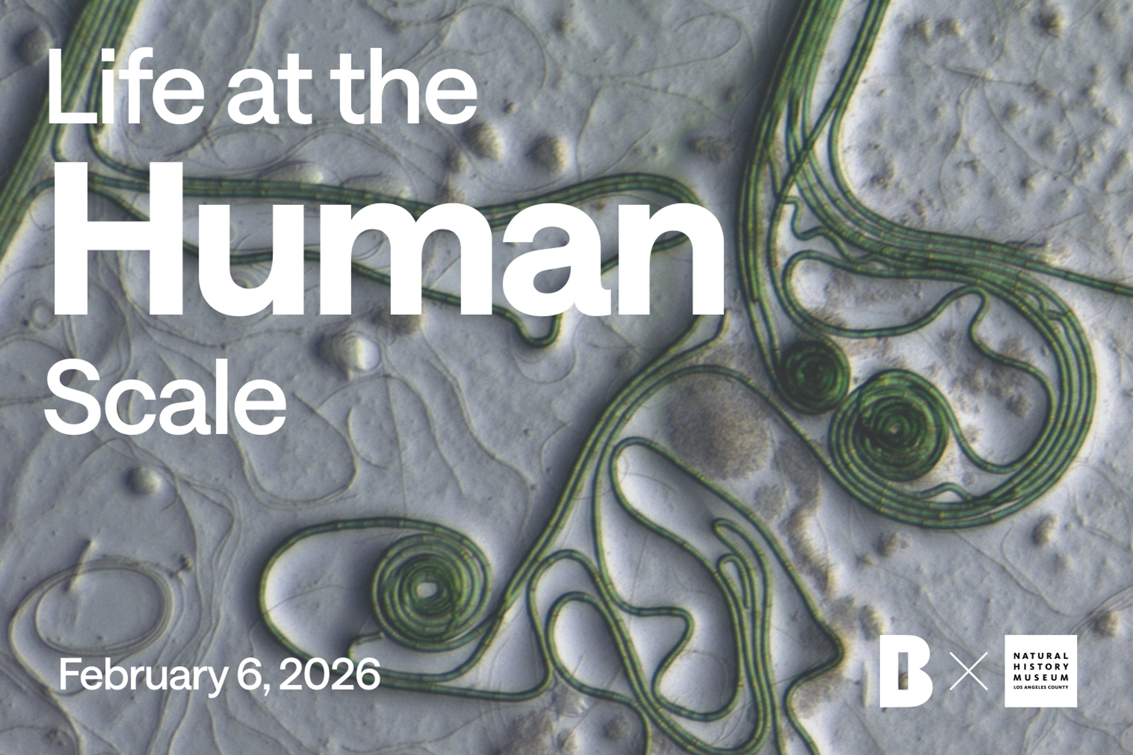 Life at the Human Scale