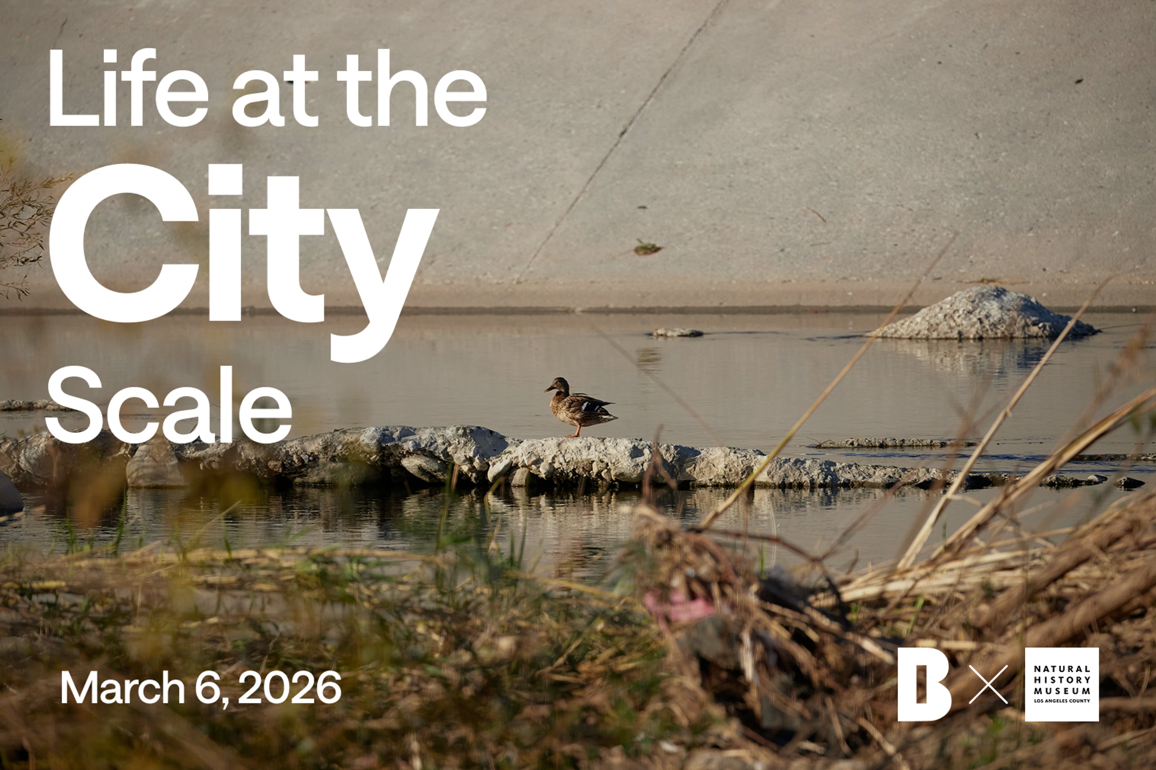 Life at the City Scale