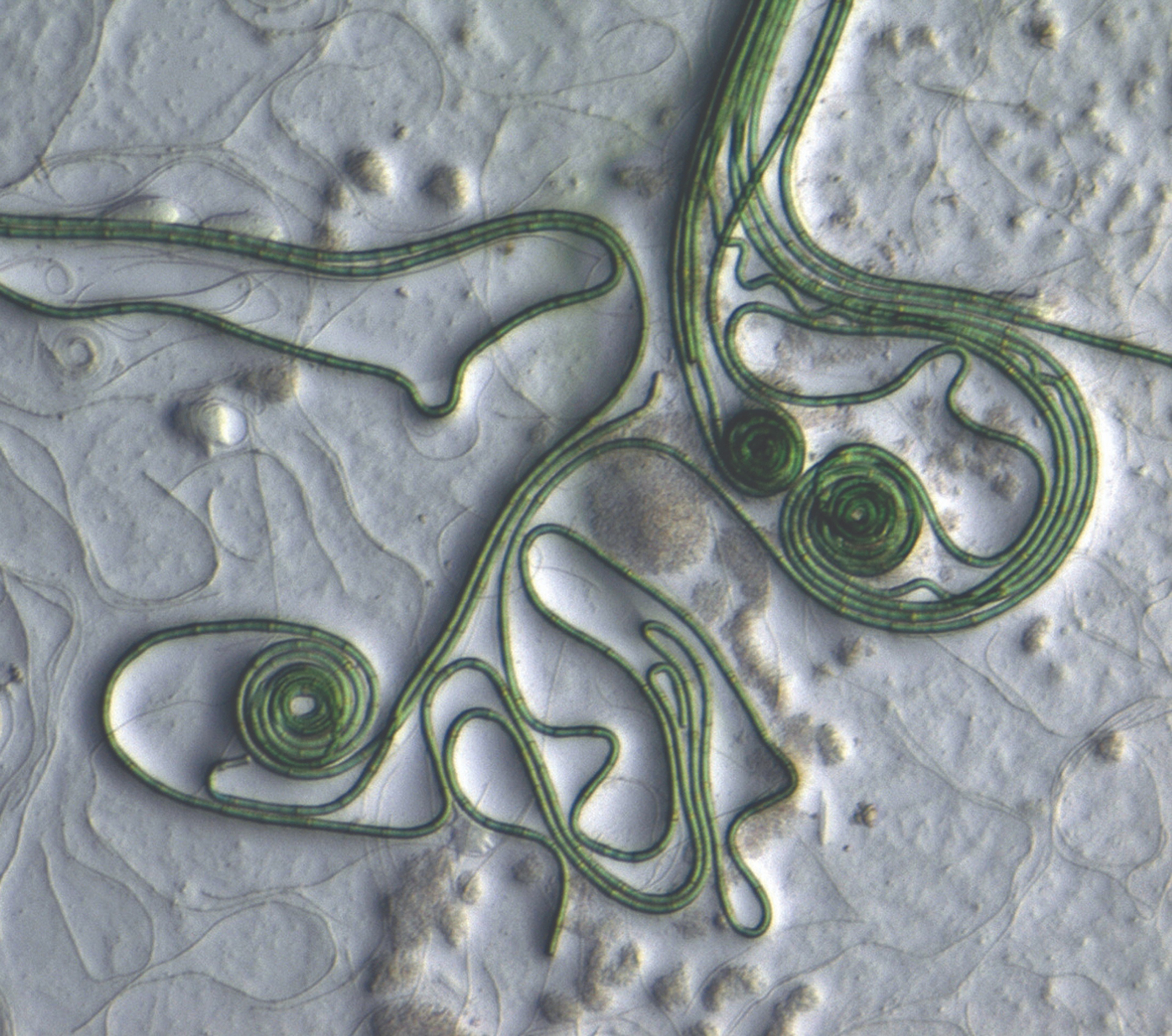 Image: S. Emil Ruff, Marine Biological Laboratory