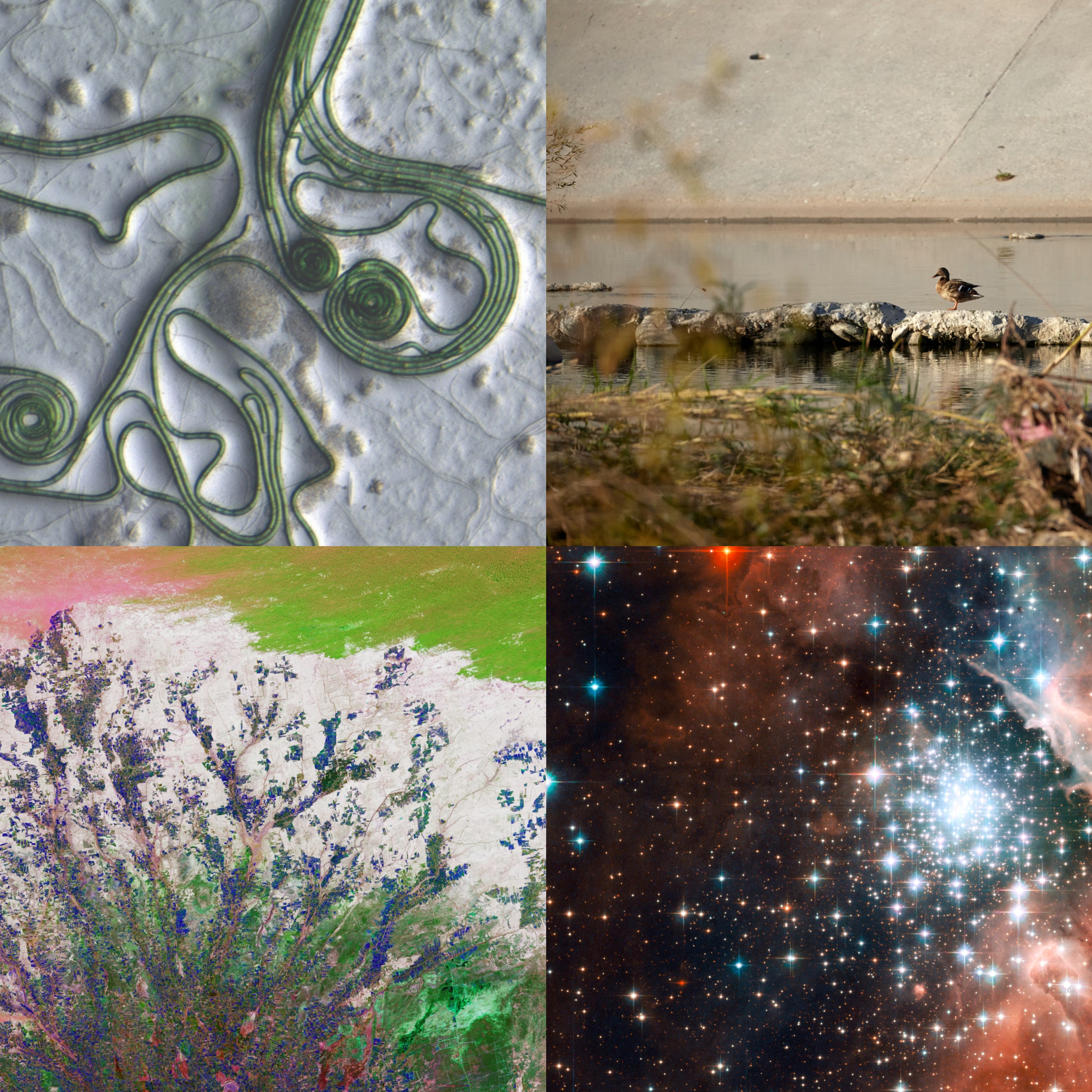 Life: from Our Guts to the Galaxy