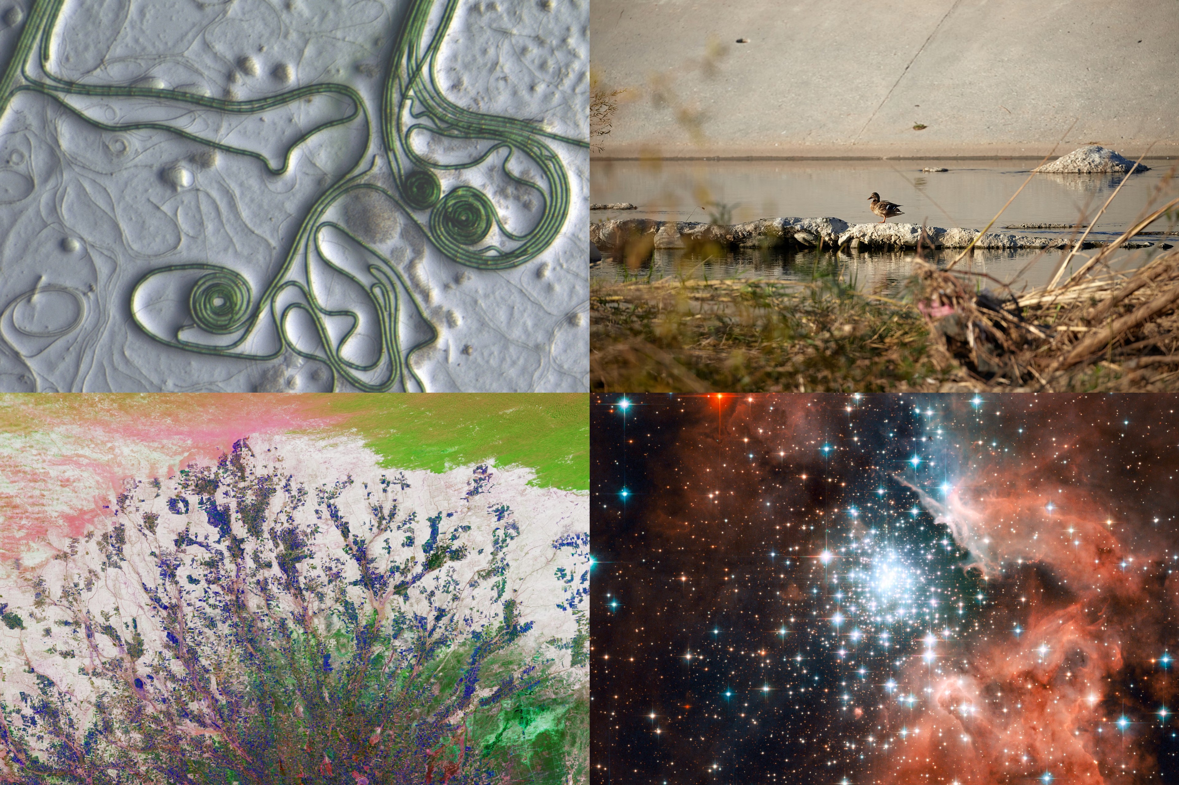 Life: from Our Guts to the Galaxy