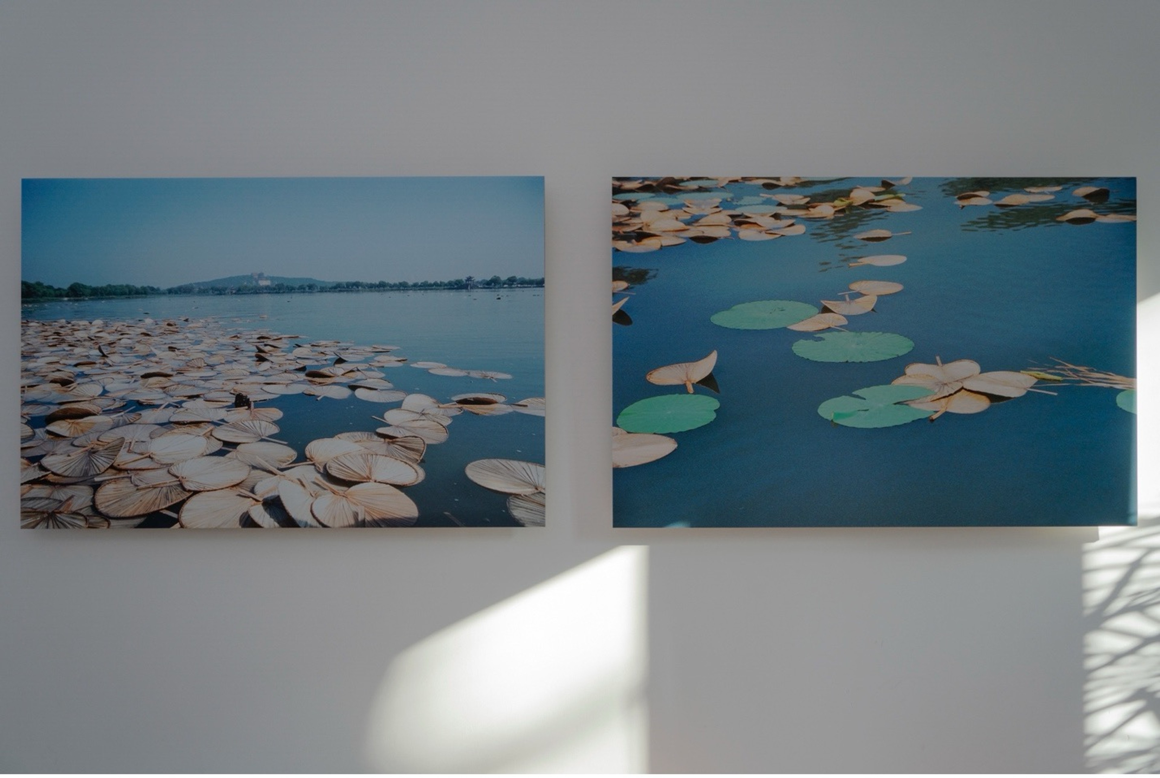 Wind over the Lotus (风荷), Installation, Qin Yufen,1994