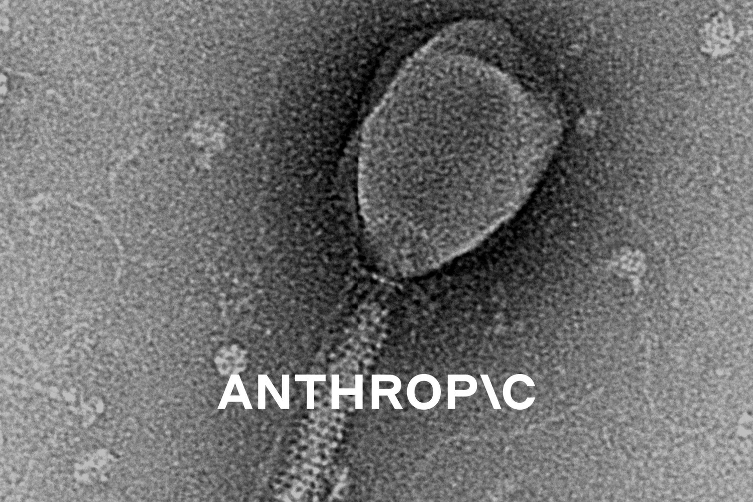 Elektronmikroskopbilde av bakteriofagen T2, et virus som infiserer bakterier. Med logoen til Anthropic lagt på.