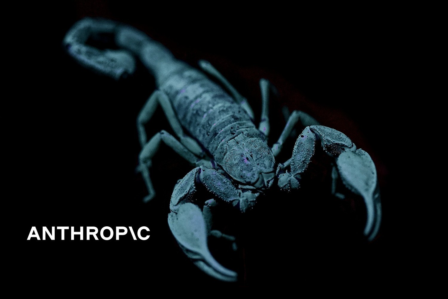 En skorpion fluorescerer blått i ultrafiolett lys mot en mørk bakgrunn. Med logoen til Anthropic lagt på.