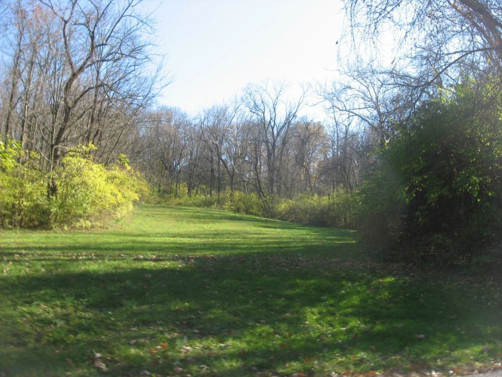 Woods along Section Road near the Benham Mound
