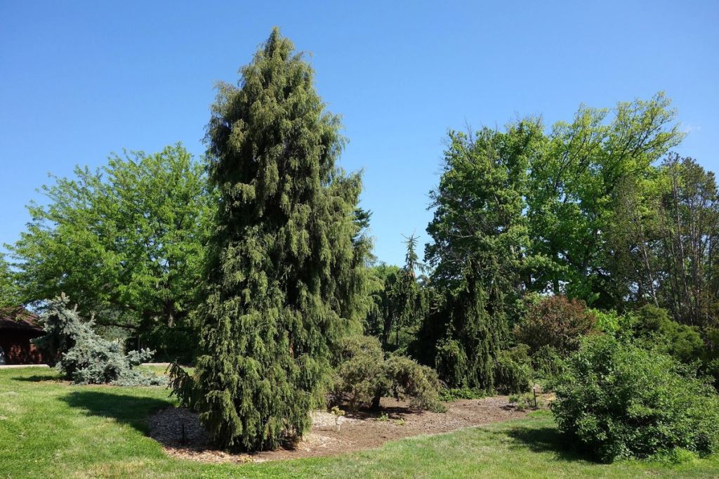 Stanley M. Rowe Arboretum