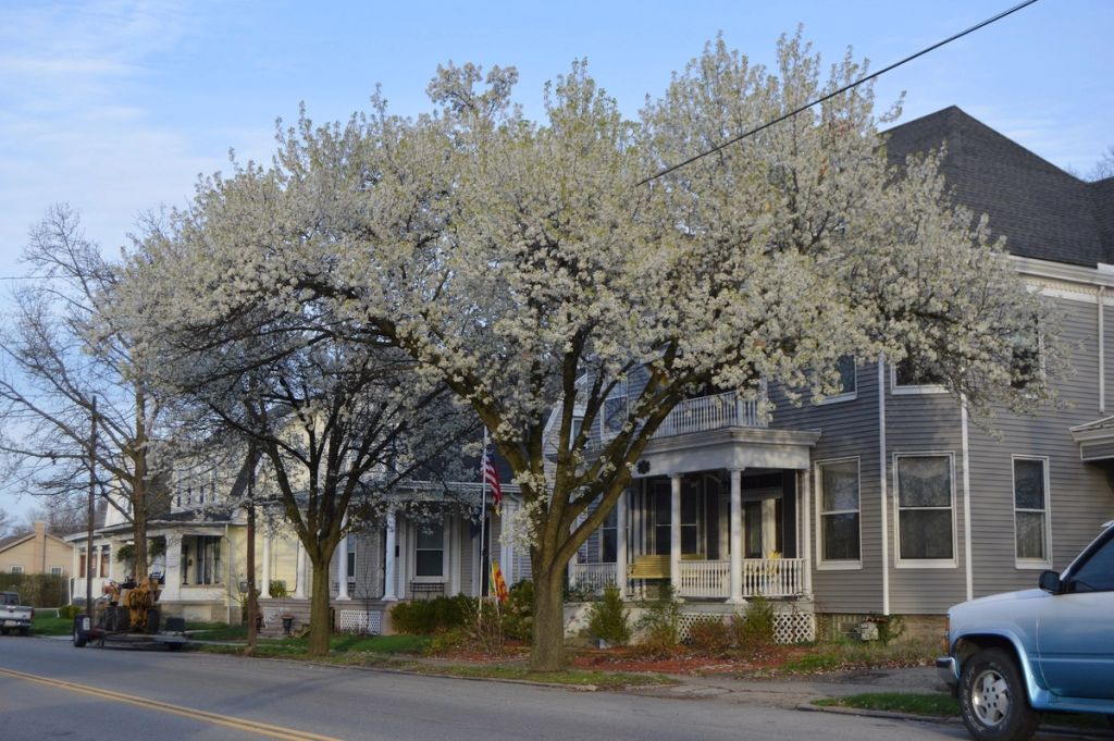 Homes on East Main Street in spring bloom