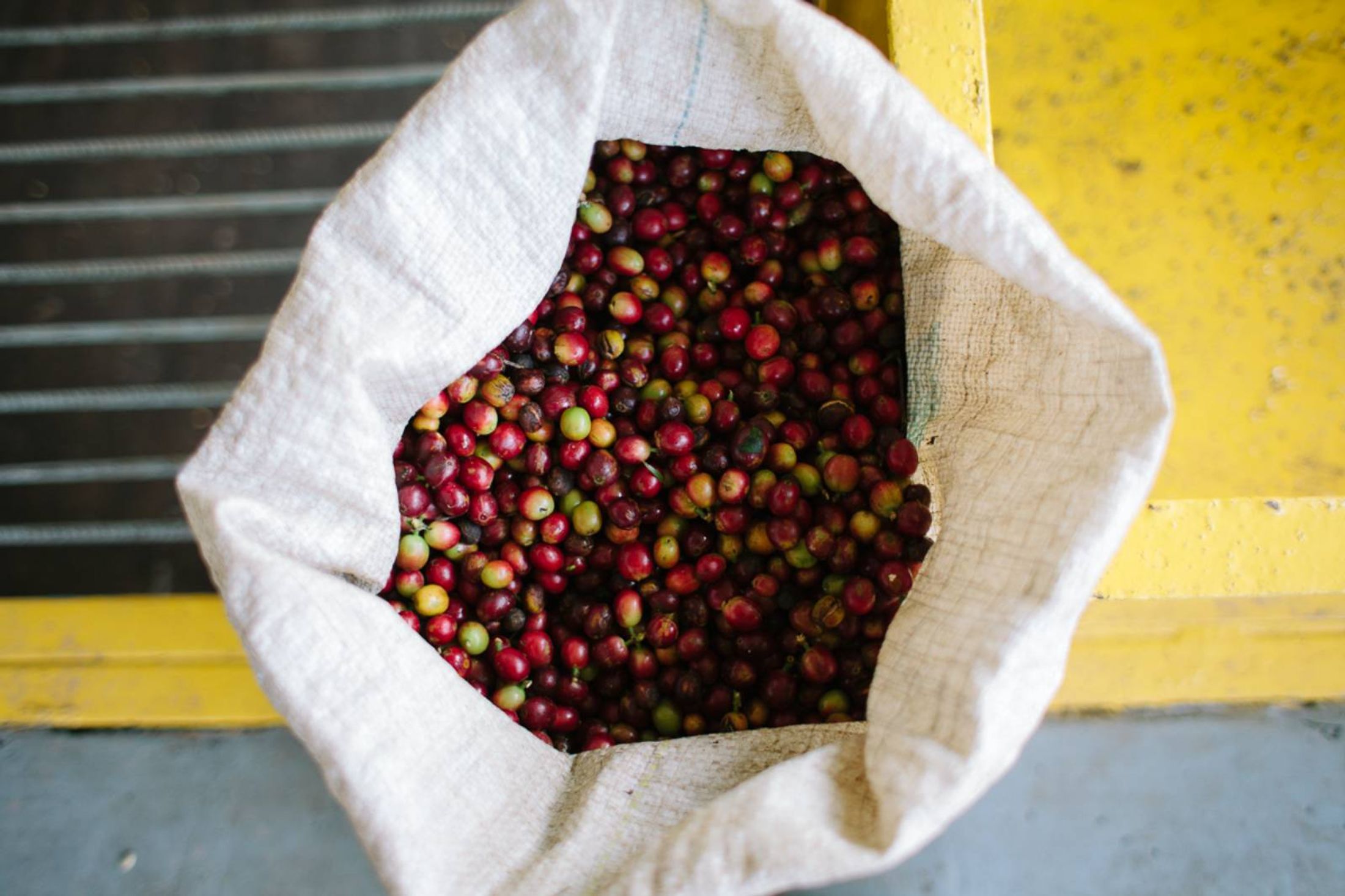 Phoenix Roasters