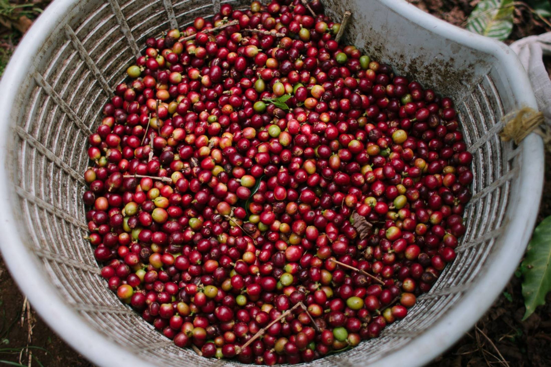 Phoenix Roasters