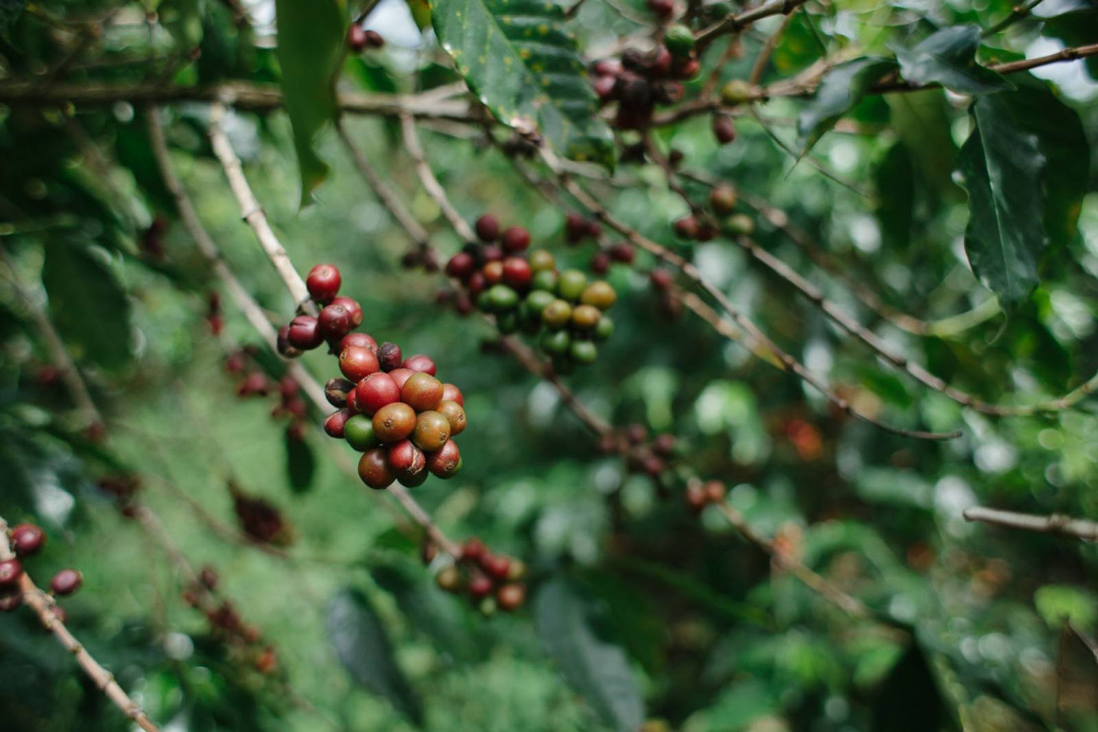 Phoenix Roasters