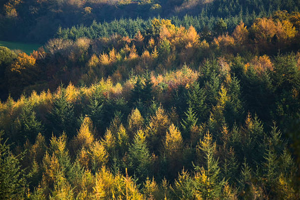 Forestry & Biodiversity