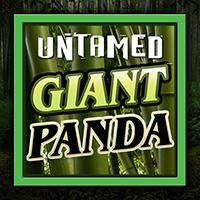 giant-panda