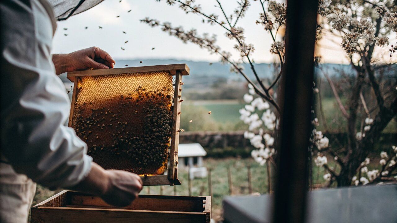How Tending to Bees Reduces Stress