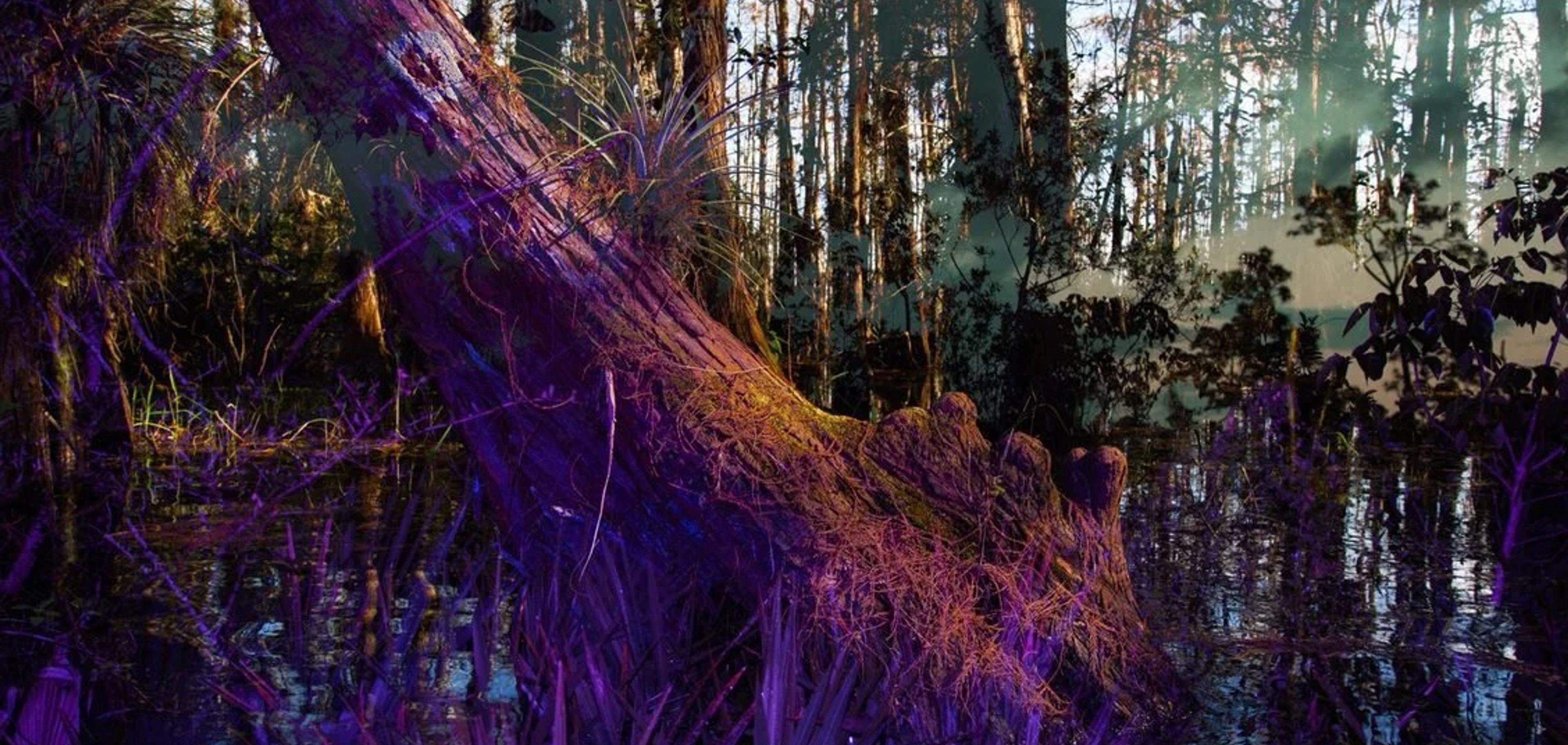All Members | An Immersive Experience in Art & Nature