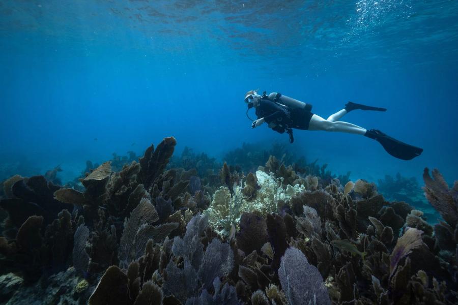 The Blue Horizon Project by Lauren Shapiro