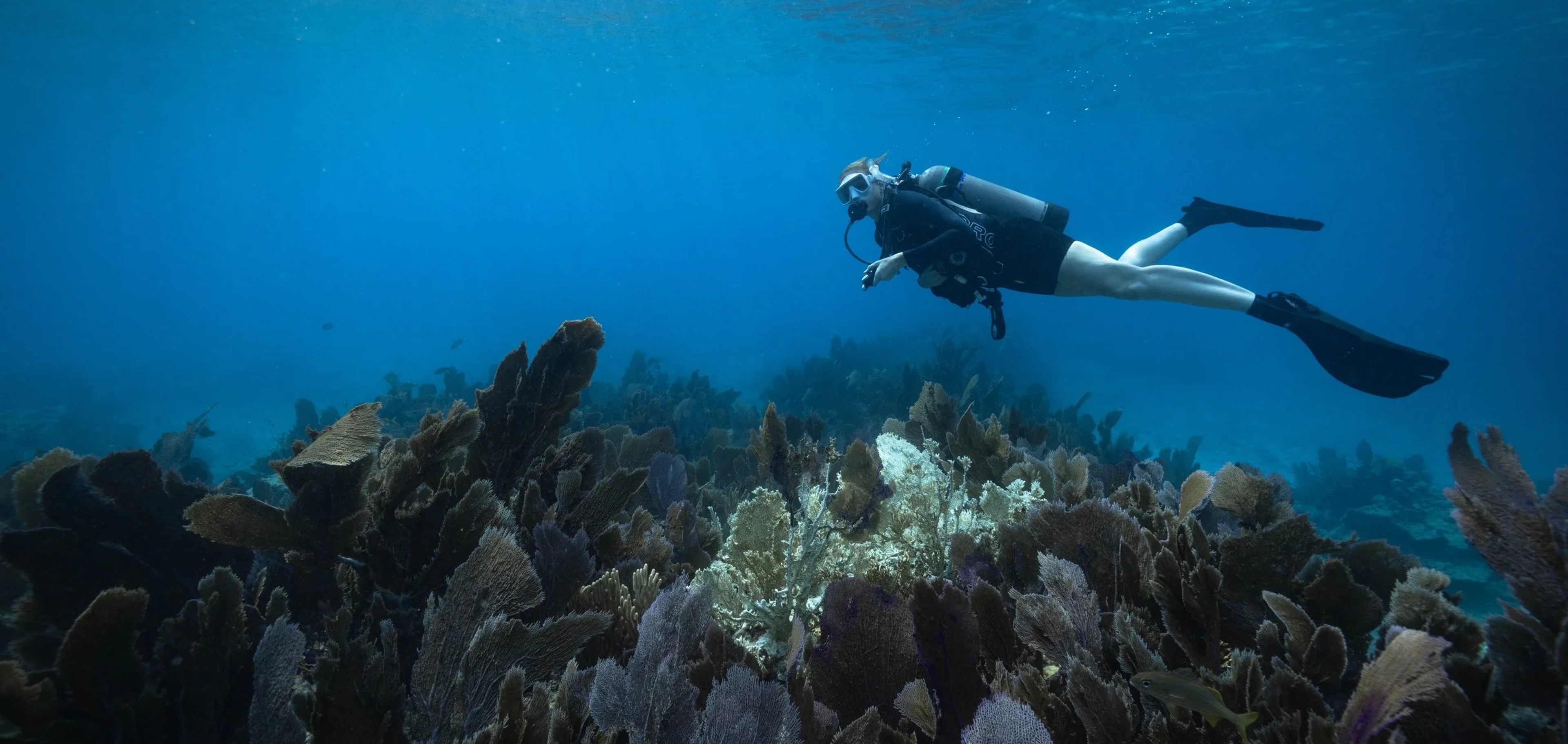 All Members | The Blue Horizon Project Snorkeling Expedition - Reprise