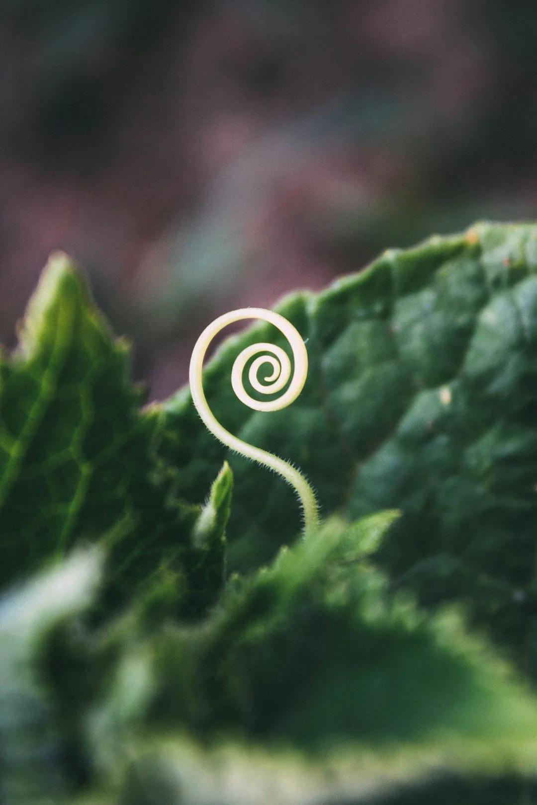 Article hero image: Trauma Series 4: The Spiral Technique — UK Inkind psychology blog