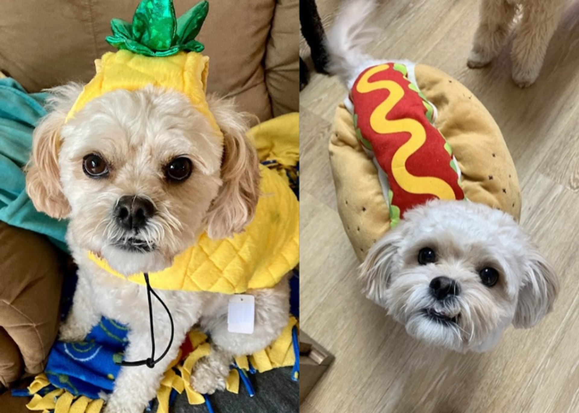 On the left a photo of a cavapoo on a coach in a pineapple costume, on the right a photo of the same cavapoo on the floor in a hotdog costume. In the photo on the right the dogs tail is wagging and is blurry due to the motion.