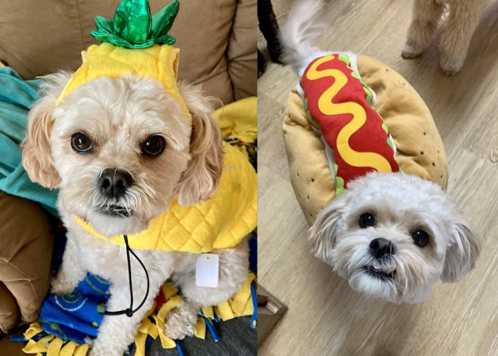 On the left a photo of a cavapoo on a coach in a pineapple costume, on the right a photo of the same cavapoo on the floor in a hotdog costume. In the photo on the right the dogs tail is wagging and is blurry due to the motion.