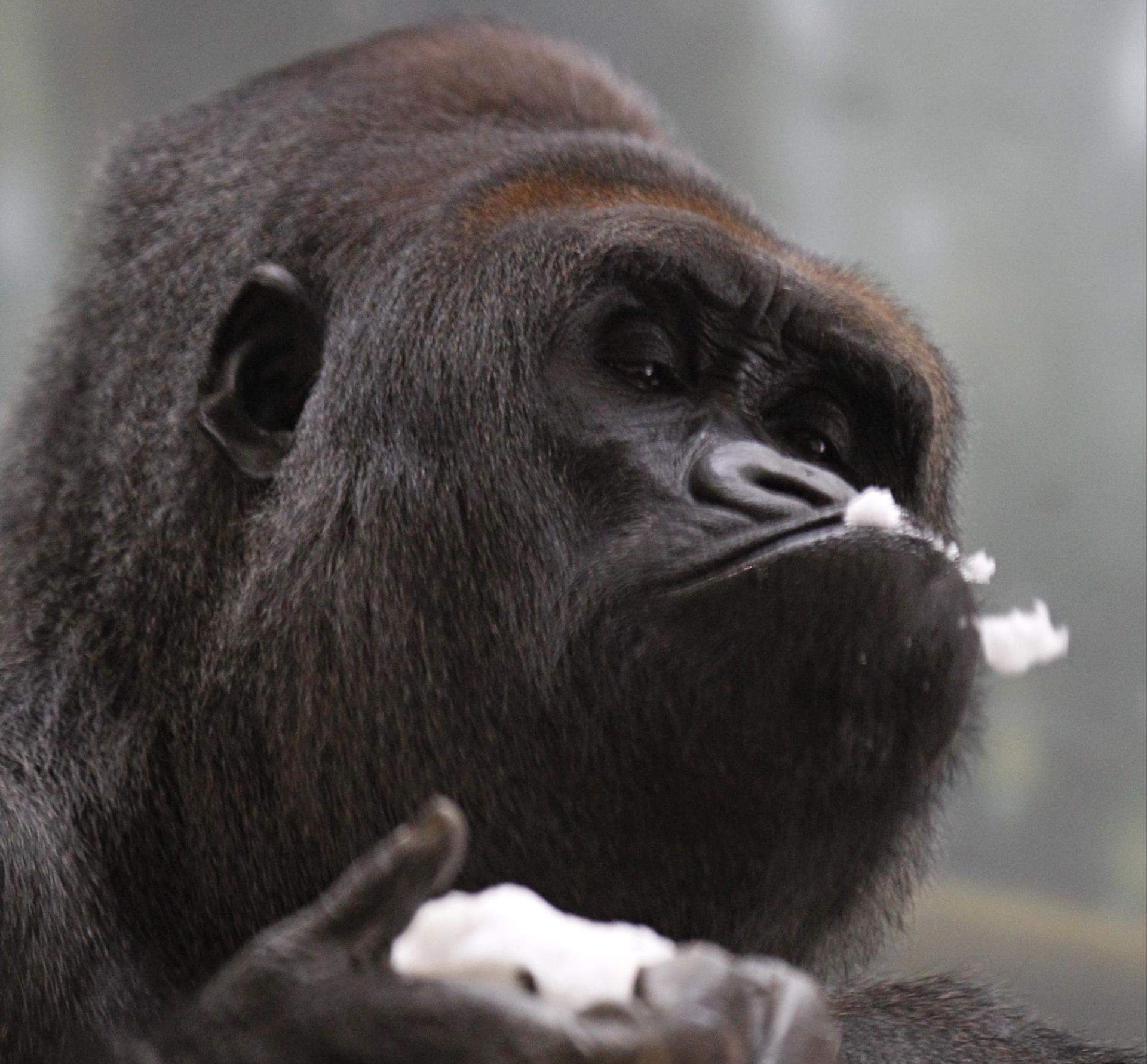 A close up shot of a gorilla eating ice