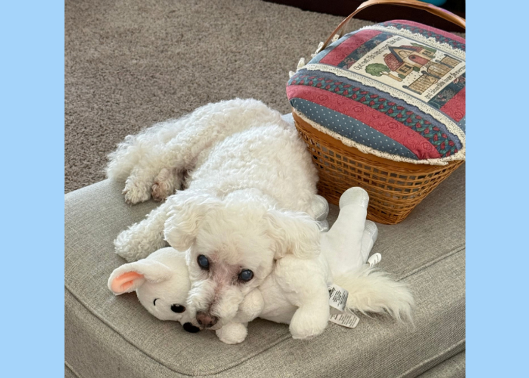 A white dog lays on a grey ottoman cuddling a white stuffed animal.