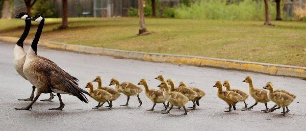 Two adult geese cross the street, followed by a group of baby geese.