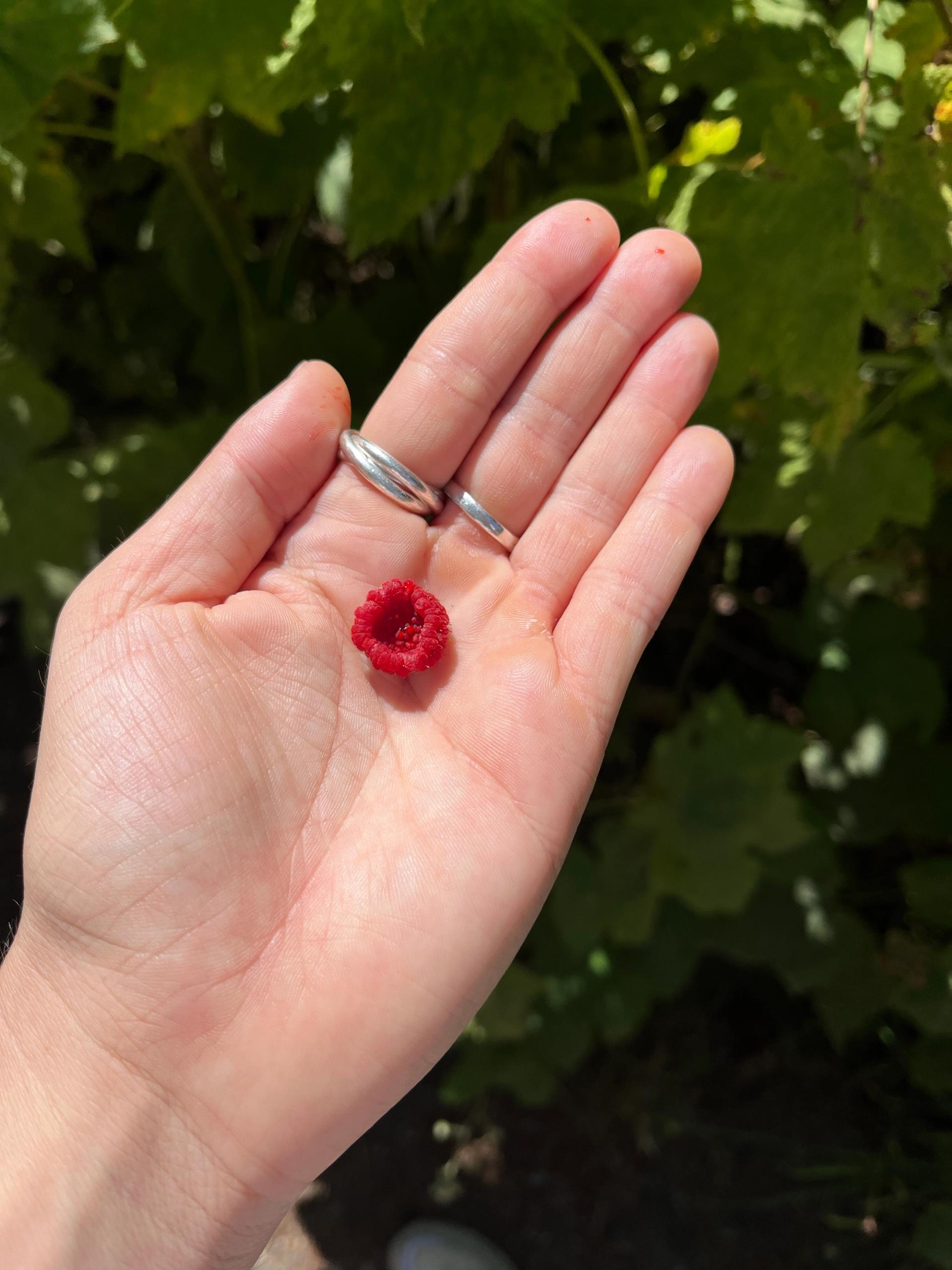 We’re berry-rich here in Seattle! This tiny gem is a native thimbleberry. (Sam J. Leeds / City Cast Seattle)