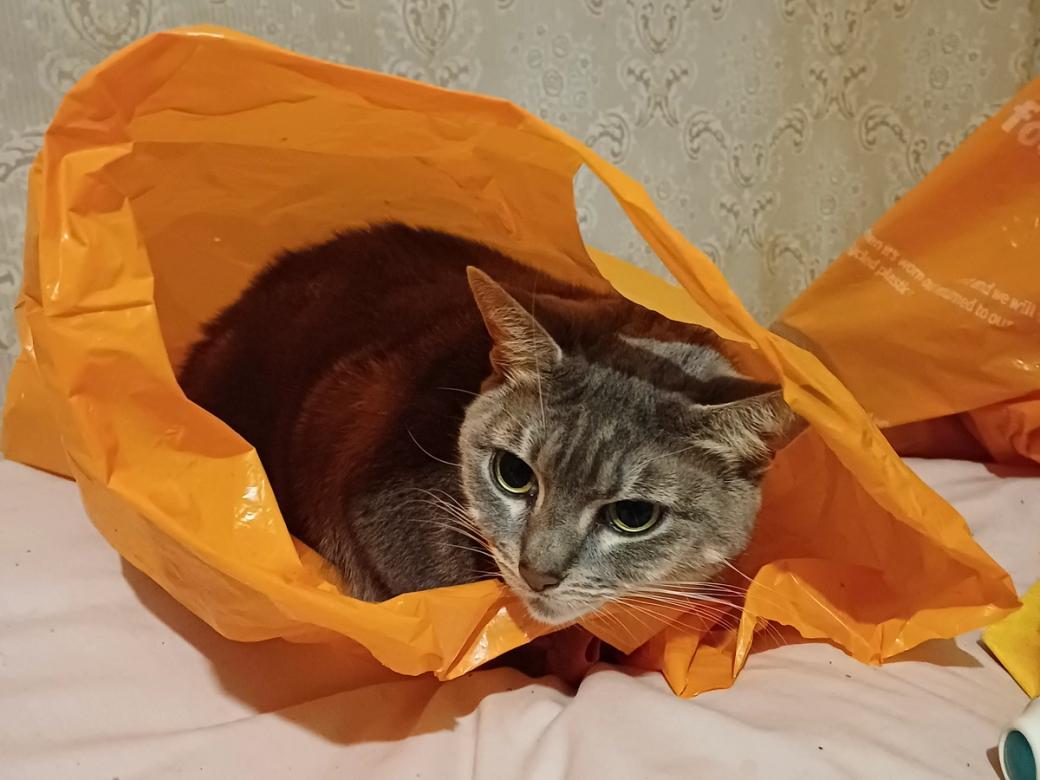 A gray tabby cat in an orange plastic bag.