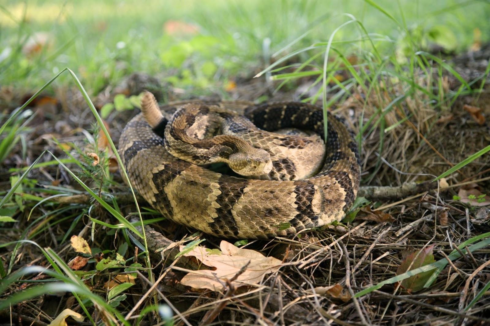 Curled up rattlesnake on grass.