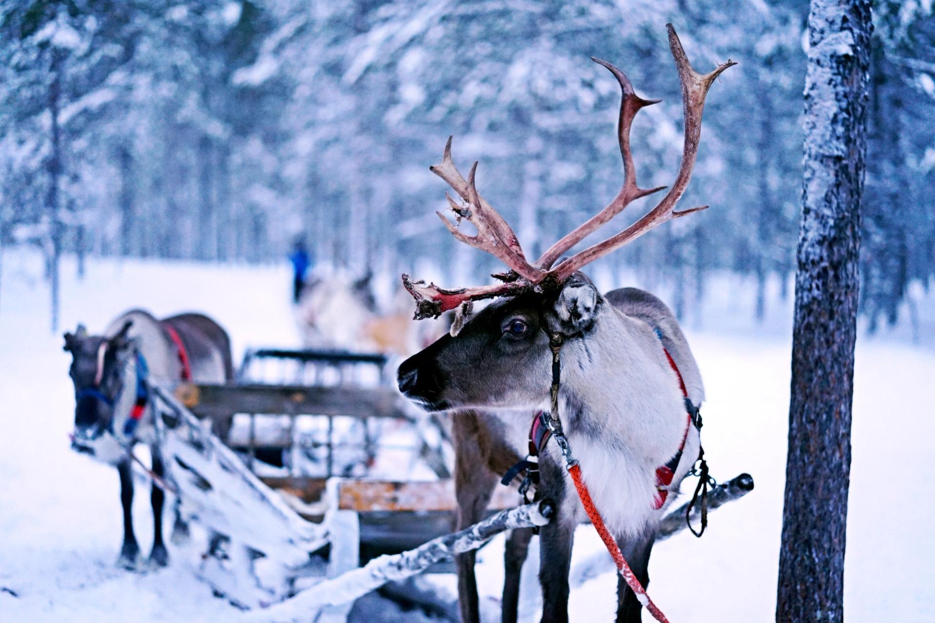 snow-covered reindeer pull a sleigh